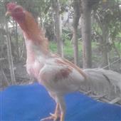 CHÓ 