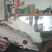Giải