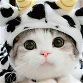 Tỷ lệ kèo Cú