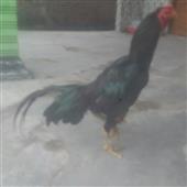 Bóng
