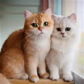 Giải