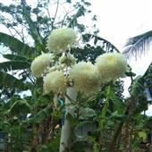 Dự b