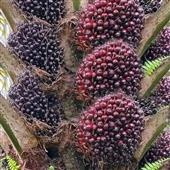 Tỷ