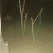 Động