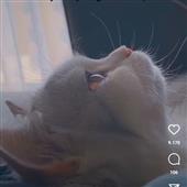 Kèo 