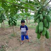 Frui
