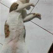 Vòng