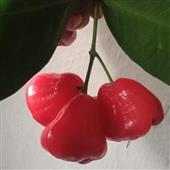 Vua 