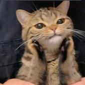 Cờ 