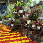 Miế