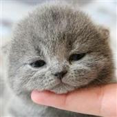 Bù