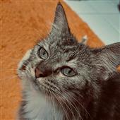 Gamb