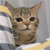 Giả