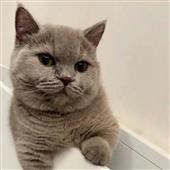 Ragi