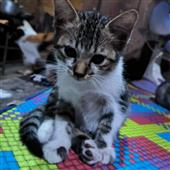 Đoạ