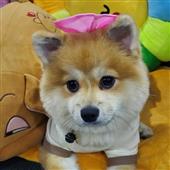 Shou