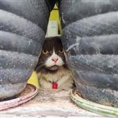 Giả