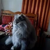 Các