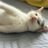 Các