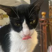 Tam
