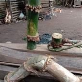 Mạng
