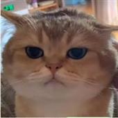 Kèo 