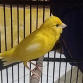 Pl