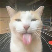 khỉ 